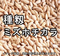 楽天市場】種籾 無農薬 販売の通販
