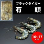 【冷凍】有頭ブラックタイガー 45尾 1.3KG (/えび) 業務用