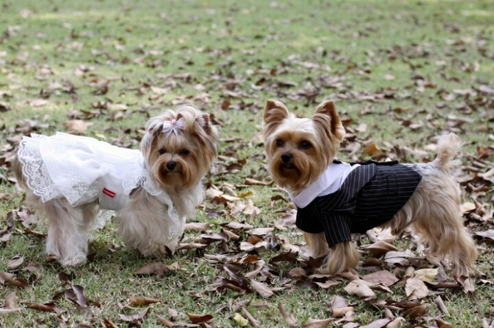 楽天市場 小型犬用 犬 服 犬服 結婚式 ドレス リングドッグ ワンピース レース サテン生地 正装 ペットウェア ふりふり 前撮り 洋装 チワワ ヨークシャテリア ポメラニアン トイプードル服 かわいい 華やか Doggydolly F007 犬服 柴犬コウタのハッピィショップ