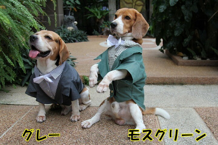 楽天市場 お得なクーポン配布中 大型犬用 犬 服 タキシード おしゃれ ジャケット 可愛い 結婚式 ウエディング リングドッグ グレー ストライプ フォーマル マジックテープ留め コスプレ プレゼント 記念日 お祝い 正装 前撮り ゴールデンレトリバー ラブラドール