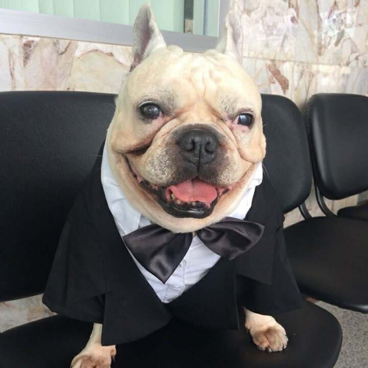 楽天市場 中型犬用 犬 服 タキシード 結婚式 リングドッグ フォーマル ジャケット ウエディング 蝶ネクタイ コスプレ ブラック フォーマル 記念日 お祝い 正装 前撮り プレゼント 記念写真 高級感 柴犬 パグ フレンチブルドッグ Doggydolly Fp F002 犬服 柴犬 楽天市場 中型犬用 犬 服 タキシード 結婚式 リングドッグ フォーマル ジャケット ウエディング 蝶ネクタイ コスプレ ブラック フォーマル 記念日 お祝い 正装 前撮り プレゼント 記念写真 高級感 柴犬 パグ フレンチブルドッグ Doggydolly Fp F002 犬服 柴犬