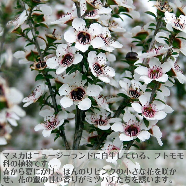 楽天市場 送料無料 ｕｍｆ１０ ニュージーランド産 安心安全 マヌカハニー ｕｍｆ１０ ２５０ｇ Manuka Honey ノースランド おすすめ 人気 はちみつ のどケア 1931年創業 クインビーガーデン