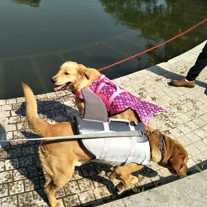 大型 犬 ライフジャケットの通販 価格比較 価格 Com
