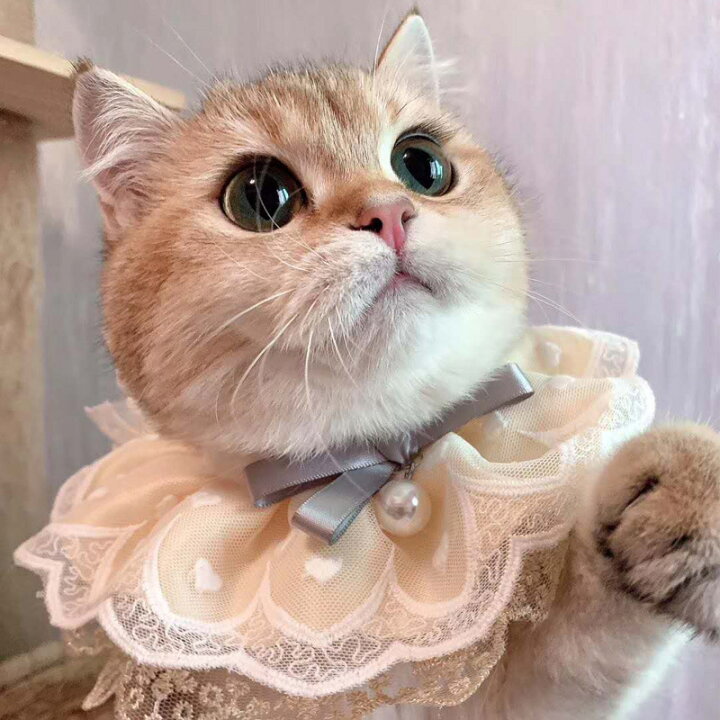 楽天市場 送料無料 ペットの服 首輪 リボン マフラー パール 猫 ネコ 犬 コスチューム 猫服 可愛い 通気性 柔らかい コスプレ衣装 面白い M 写真 撮影道具 おしゃれ 簡単装着 着せ替え 変身グッズ ペット用品 楽天海外通販 Marbeine