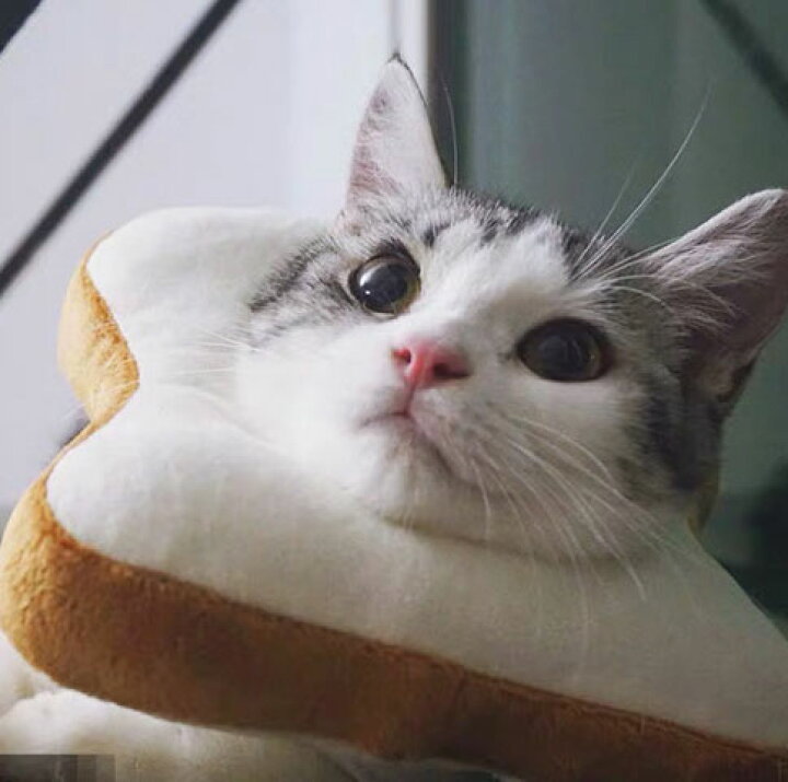 楽天市場 送料無料 エリザベスカラー 猫 パン トースト 食パン 全5サイズ 猫用エリザベスカラー 犬 犬用 ペット ウェア おしゃれ 猫グッズ 小型犬 犬グッズ ソフト 柔らかい ふわふわ クッション 軽量 手術 傷 保護 足 舐め防止 引っ掻き防止 去勢手術 介護 保護襟 楽天