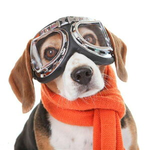 コスプレ メガネ 犬用品の人気商品 通販 価格比較 価格 Com