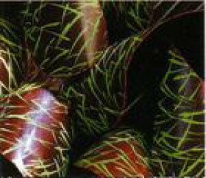 `R[gp@]ʃV[giGu@@΁j25@tXY