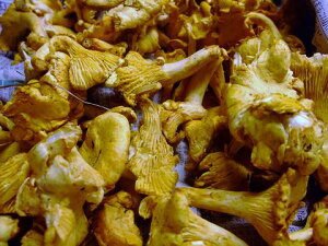 フレッシュ ジロール茸 約500グラム フランスまたは北米産