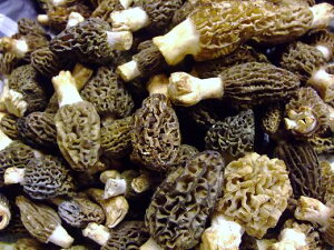 tbV̍LmR@A~KT@[@ׁ̓II500g@T\@@gRYȂ