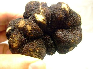 tXEC^AY(~)gti׊JnIj100gyS[EsGeE}PY@30240 ~/100g@ʂ蔄菤i