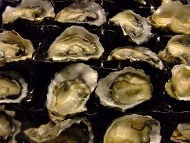 冷凍　ニュージーランド産　生食用牡蠣（カキ）　業務用　24個入り　　　9-10cm