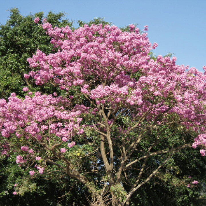 楽天市場】紫イペ茶 タヒボ茶 ティーパック 3g×65包×2袋 ブラジル産  