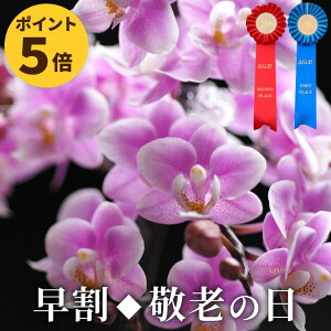 生花 誕生日 鉢植えの人気商品 通販 価格比較 価格 Com
