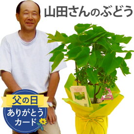 【予約受付中】 父の日 鉢植え プレゼント ぶどう 葡萄 苗 苗木 デラウェア 『山田さんの ぶどうの木 鉢 植え 』 果物 果樹鉢 果樹 ギフト 贈り物 植物 鉢花 果実 フルーツ 父親 誕生日プレゼント お父さん 男性 祖父 義父 父 40代 50代 60代 70代 古希 還暦祝い ブドウ 2024