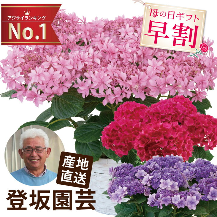 楽天市場 クーポン配布中 母の日 早割 鉢植え プレゼント 花 あじさい 丈夫で育てやすい登坂さんの アジサイ 5号鉢 鉢花 花鉢 ギフト 室内 カーネーション以外 生花 紫陽花 珍しい 誕生日プレゼント 母親 60代 女性 50代 70歳 80代 義母 還暦祝い 赤 古希 紫 楽天市場 クーポン配布中 母の日 早割 鉢植え プレゼント 花 あじさい 丈夫で育てやすい登坂さんの アジサイ 5号鉢 鉢花 花鉢 ギフト 室内 カーネーション以外 生花 紫陽花 珍しい 誕生日プレゼント 母親 60代 女性 50代 70歳 80代 義母 還暦祝い 赤 古希 紫