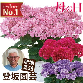 楽天市場 鉢植え 花 贈り相手夫 妻 の通販