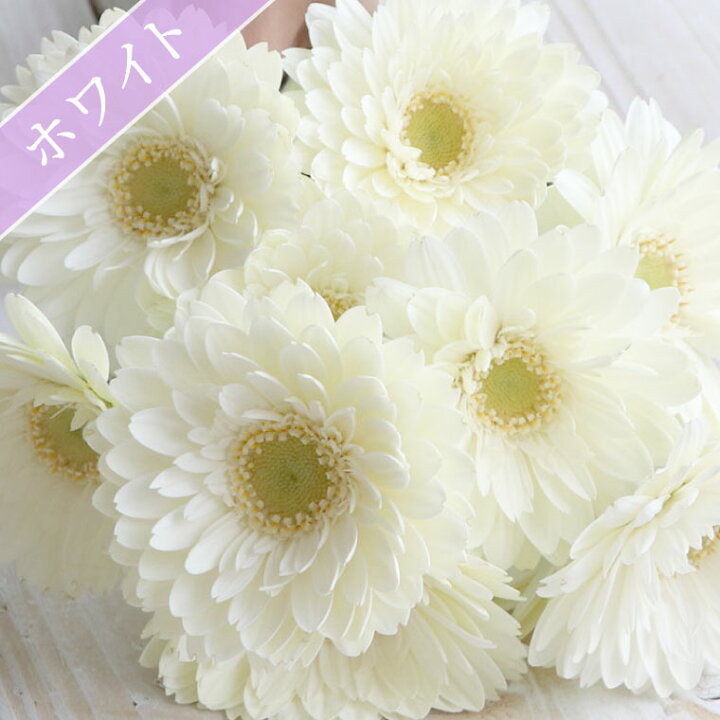 楽天市場 7日前予約品 プレゼント 女性 誕生日 花 ギフト 花言葉 希望 ガーベラ の 花束 10本 ブーケ 生花 フラワーギフト 結婚記念日 妻 夫 誕生日プレゼント 女友達 母親 60代 大人 かわいい 男性 花ギフト おしゃれ 傘寿 祝い 米寿 祖母