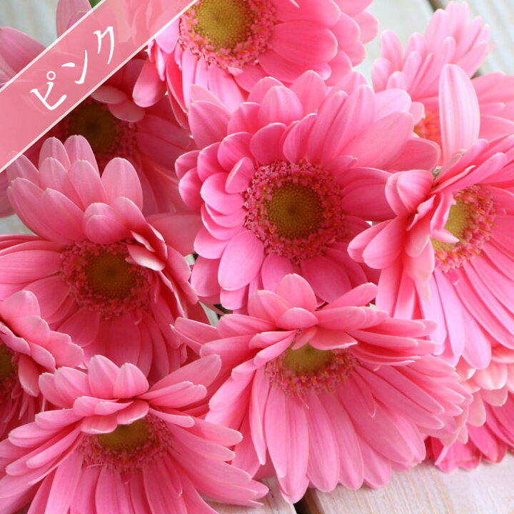 楽天市場 7日前予約品 プレゼント 女性 誕生日 花 ギフト 花言葉 希望 ガーベラ の 花束 10本 ブーケ 生花 フラワーギフト 結婚記念日 妻 夫 誕生日プレゼント 女友達 母親 60代 大人 かわいい 男性 花ギフト おしゃれ 傘寿 祝い 米寿 祖母