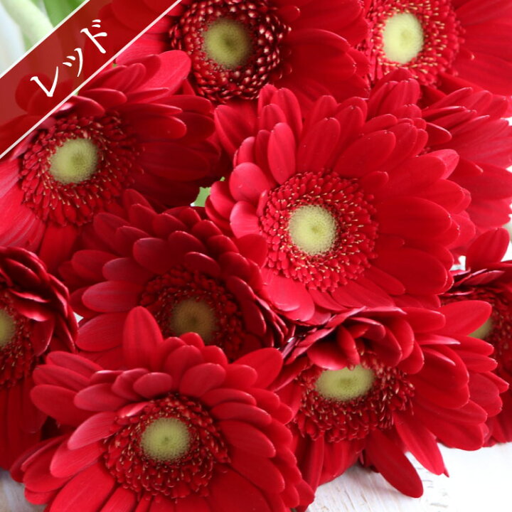 楽天市場 7日前予約品 プレゼント 女性 誕生日 花 ギフト 花言葉 希望 ガーベラ の 花束 10本 ブーケ 生花 フラワーギフト 結婚記念日 妻 夫 誕生日プレゼント 女友達 母親 60代 大人 かわいい 男性 花ギフト おしゃれ 傘寿 祝い 米寿 祖母