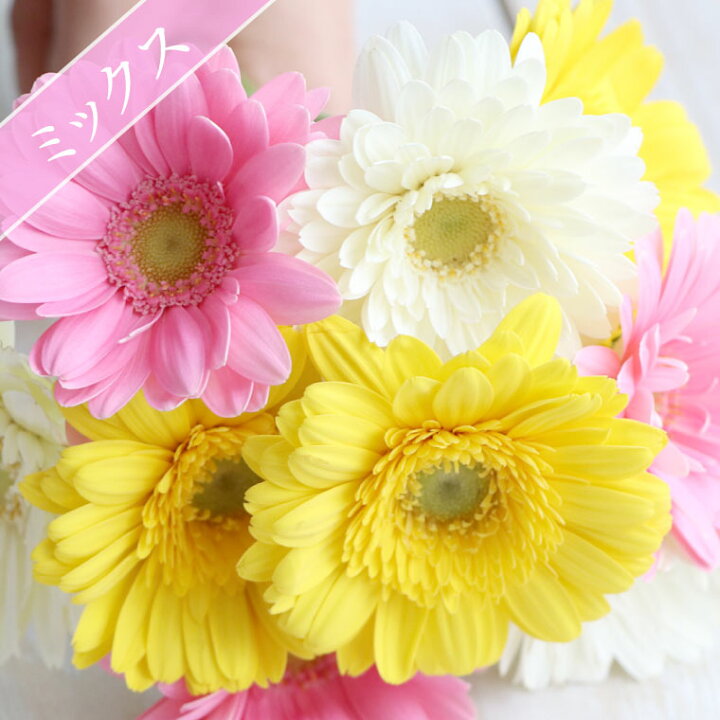 楽天市場 7日前予約品 プレゼント 女性 誕生日 花 花言葉 希望 ガーベラ の 花束 本 誕生日プレゼント 女友達 ギフト 男性 父親 上司 母親 義母 花ギフト おしゃれ ブーケ 生花 フラワーギフト 結婚祝い 結婚記念日 妻 両親 送別品 送別会 就職祝い 定年退職