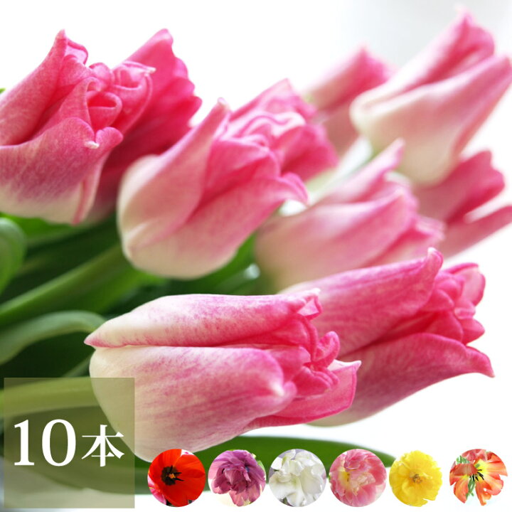 楽天市場 7日前予約品 定年退職 祝い プレゼント 誕生日 生花 チューリップ の 花束 10本 フラワーギフト 送料無料 花ギフト おしゃれ 誕生日プレゼント 女性 女友達 母親 代 30代 50代 60代 卒業祝い 退職祝い 送別会 還暦祝い 古希 喜寿 お祝い 結婚祝い