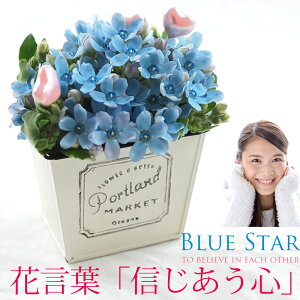 ブルースター 花 Diy 工具の人気商品 通販 価格比較 価格 Com
