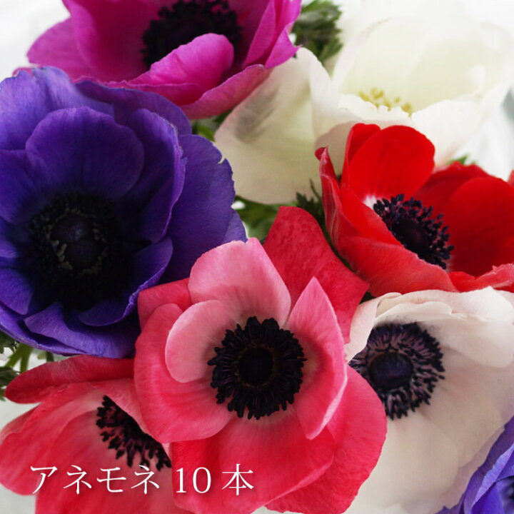 楽天市場 7日前予約品 結婚祝い 花 生花 花束 誕生日 母 春 花言葉 明日への希望 アネモネ 10本 春の花 退職祝い プレゼント 女性 おしゃれ 誕生日プレゼント 女友達 ギフト 母親 義母 30代 50代 新築祝い 友人 プロポーズ 結婚記念日 妻 ホワイトデー チョコ