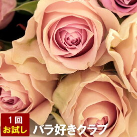 【7日前予約品】薔薇 生花 花束 ばら 定期便 『 バラ 好きクラブ1回分 お試し 』 花 サブスク お花 薔薇の花束 バラの花束 プレゼント