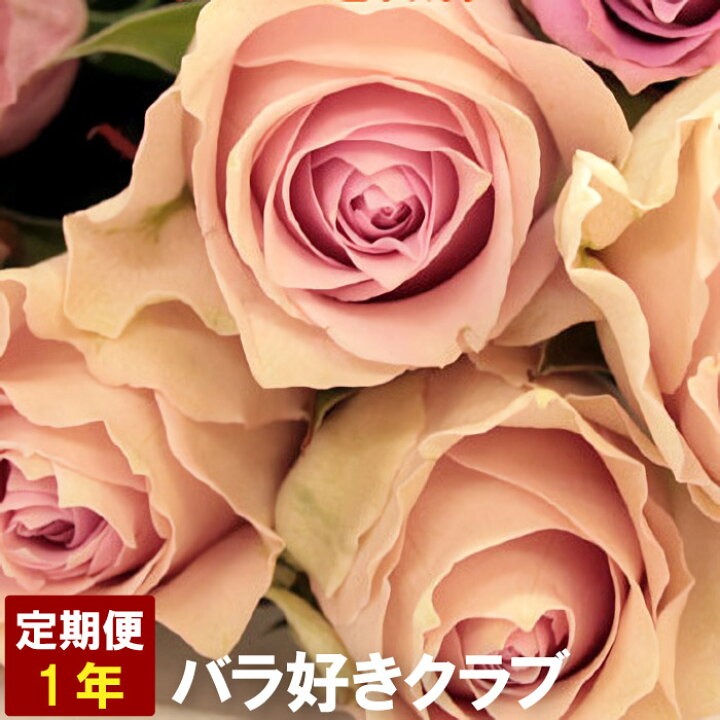 楽天市場 花 定期便 生花 バラ好きクラブ１年分 バラ 送料無料 毎月バラが届く 誕生日 祝い 結婚祝い 還暦祝い お誕生日 お母さん プレゼント お礼 お返し バラの頒布会 バレンタイン お返し 記念日 結婚記念日 ローズ ばら 薔薇 毎月 届く 花 お花 周年 サブスクリプ