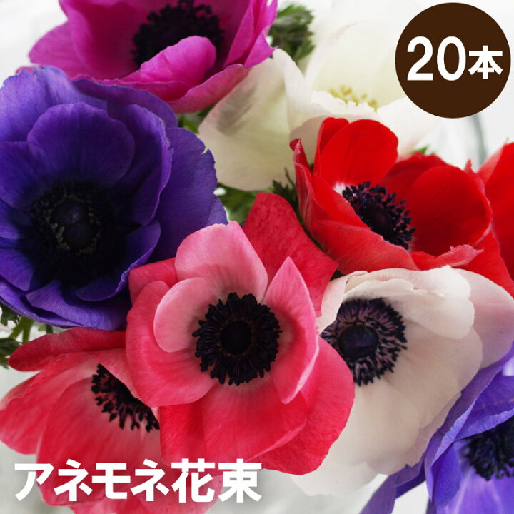 楽天市場 7日前予約品 定年 退職 プレゼント 退職祝い 女性 おしゃれ 花 花言葉 明日への希望 アネモネ 本 生花 花束 誕生日プレゼント 母親 60代 女友達 ギフト 還暦祝い 母 義母 フラワーギフト 誕生日 お花 送別会 就職祝い 結婚記念日 妻 夫 両親
