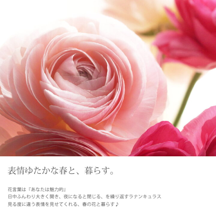 楽天市場 7日前予約品 花束 退職祝い 生花 誕生日 ラナンキュラス 15本の 花束 フラワーギフト 送料無料 花ギフト 誕生日プレゼント 女性 おしゃれ 花 母 義母 贈り物 女性 お返し ギフト 卒業祝い プレゼント 送別会 結婚記念日 妻 就職祝い 合格祝い 母の日 定年
