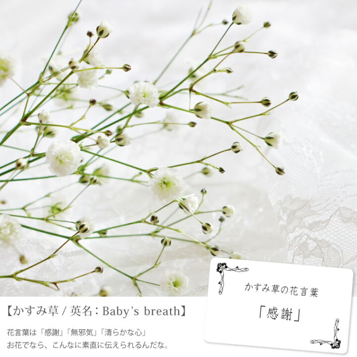 楽天市場 7日前予約品 結婚記念日 プレゼント 妻 カスミソウ エクラン かすみ草 花束 結婚祝い 友達 女 退職祝い 女性 おしゃれ 誕生日プレゼント 女友達 代 30代 母親 義母 50代 60代 花 生花 新築祝い 友人 引っ越し祝い フラワーボックス ボックス 楽天市場 7日前予約品 結婚記念日 プレゼント 妻 カスミソウ エクラン かすみ草 花束 結婚祝い 友達 女 退職祝い 女性 おしゃれ 誕生日プレゼント 女友達 代 30代 母親 義母 50代 60代 花 生花 新築祝い 友人 引っ越し祝い フラワーボックス ボックス