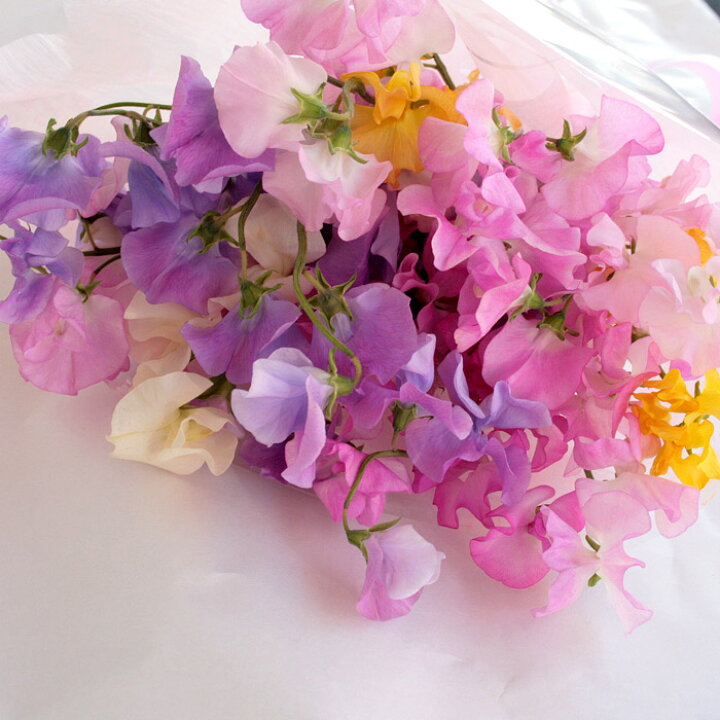 楽天市場 あす楽16時まで 誕生日 生花 春の花 春の香りミックス スイートピー 25本の 花束 春 退職祝い プレゼント 女性 男性 卒業 祝い 送別会 成人式 就職祝い 誕生日プレゼント 女友達 ギフト 母親 義母 50代 60代 ブーケ 結婚式 還暦祝い 傘寿 古希 祝い