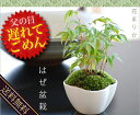 父の日に『コケ盆栽』(人気 ランキング ギフト 男性 プレゼント )ハゼ盆栽