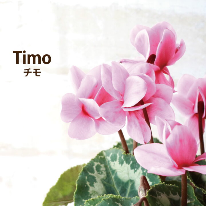 楽天市場 あす楽16時まで 花 鉢植え ギフト 花鉢 プレゼント 鉢花 長持ち 秋 花苗 春まで咲く 八重咲きシクラメン チモ フラワーギフト 誕生日 お祝い 孫 誕生日プレゼント 義母 祖母 還暦祝い 古希 喜寿 誕生日プレゼント シクラメン 苗 横浜 花まりか