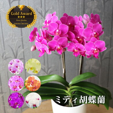 楽天市場 ラン 胡蝶蘭カタログ 楽天市場 ラン 胡蝶蘭カタログ