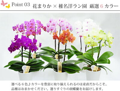 楽天市場 母の日 鉢植え 花 ギフト 蘭 花鉢 胡蝶蘭 生花 長持ち お手入れ簡単 選べる ミディ胡蝶蘭 ミニ胡蝶蘭 お祝い 花 マイクロ 鉢花 胡蝶ラン 洋ラン 贈り物 義母 誕生日プレゼント 女性 還暦祝い 古希 喜寿 祝い 傘寿 米寿 らん 花 お供え 母の日ギフト