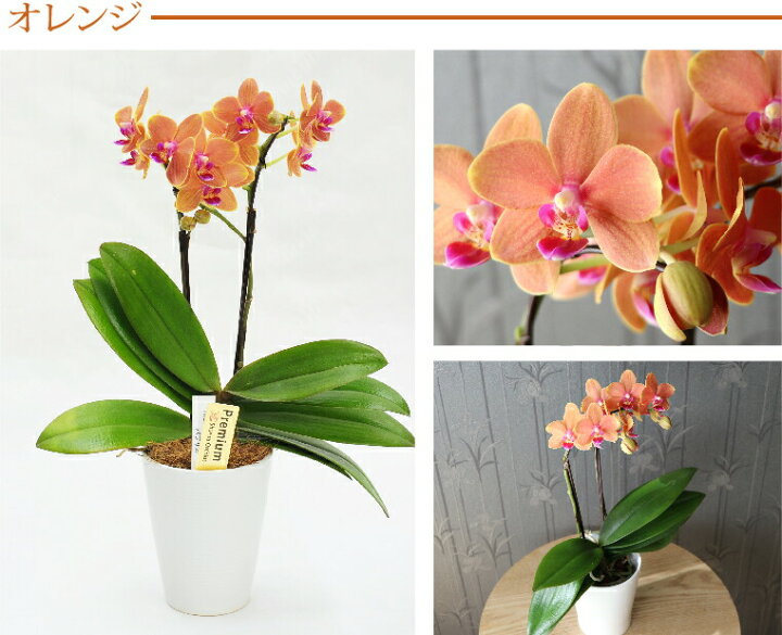 新色 花広場ミニ胡蝶蘭 ギフト 胡蝶蘭 ミニ ミディ マウント鉢 4号鉢植え1本立て アンスリウム寄せ 花 プレゼント 開店祝いに 母の日 父の日 Cervejariaturatti Com Br