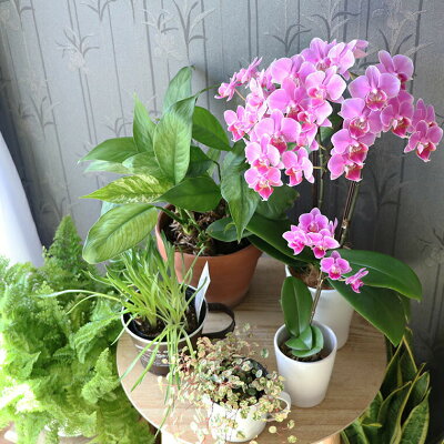 楽天市場 鉢植え 花 ギフト 鉢花 誕生日 母 長持ち お手入れ簡単 選べる ミディ胡蝶蘭 花鉢 胡蝶蘭 生花 蘭 ミニ胡蝶蘭 花 マイクロ 胡蝶ラン 洋ラン 贈り物 義母 誕生日プレゼント 女性 還暦祝い 古希 お祝い 喜寿 祝い 傘寿 米寿 らん