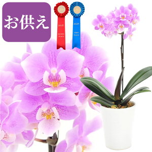 鉢植え 生花の人気商品 通販 価格比較 価格 Com