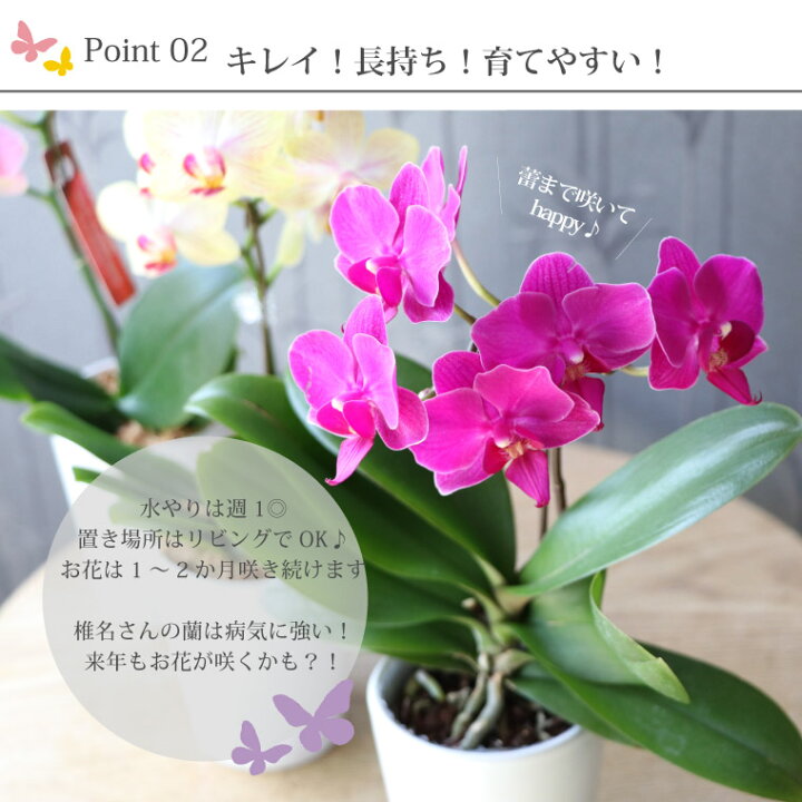 楽天市場 胡蝶蘭 お祝い マイクロ ミニ胡蝶蘭 お歳暮 鉢花 選べる マイクロ胡蝶蘭 鉢植え ギフト 義母 誕生日プレゼント 女性 70歳 母親 50代 60代 70代 ミディ 小さい 毎年 咲く 花 プレゼント 還暦祝い 喜寿祝い 米寿 卒寿 古希 祝い おしゃれ