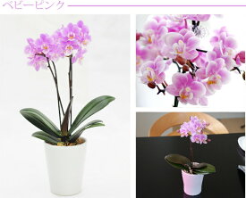 胡蝶蘭 鉢植え ミニ 鉢花 花 プレゼント 花鉢 古希祝い 女性 ギフト お祝い 『選べる マイクロ 胡蝶蘭 生花 』 ミニ胡蝶蘭 マイクロ胡蝶蘭 ミディ 義母 誕生日プレゼント 70歳 母親 60代 70代 祖母 還暦祝い ちょっとした 米寿 卒寿 祝い サロン 美容室 クリスマス FLEGRE