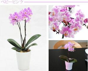 Ӓ A ~j   v[g Ԕ Êj  Mtg j wIׂ }CN Ӓ  x ~jӒ }CNӒ ~fB ` av[g 70 e 60 70 c
