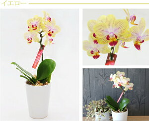 Ӓ A ~j   v[g Ԕ Êj  Mtg j wIׂ }CN Ӓ  x ~jӒ }CNӒ ~fB ` av[g 70 e 60 70 c