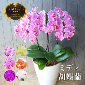 鉢 花 胡蝶蘭 お祝い 古希祝い プレゼント 母 鉢植え 花鉢 『 ミディ胡蝶蘭 5.5号 3F 陶器鉢 』 開店祝い サロン 開業祝い 病院 開院 祝い ミニ胡蝶蘭 誕生日プレゼント 生花 母親 義母 70代 80代 還暦祝い 喜寿 傘寿 米寿 退職祝い ギフト 贈り物 クリスマス FLEGRE