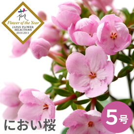 楽天市場 古希 鉢植えの通販 楽天市場 古希 鉢植えの通販