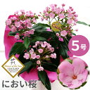 花 プレゼント 鉢植え ギフト 鉢花ギフト 『登坂園芸の におい桜 ルクリア ココ 5号鉢』 誕生日プレゼント お花 母親 義母 70代 77歳 80代 還暦祝い 女性 古希 お祝い 喜寿 米寿 傘寿 祖母 おばあちゃん 桜 花鉢 クリスマス FLEGRE