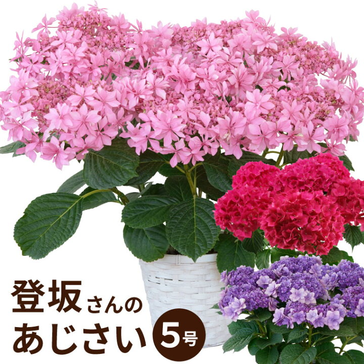 楽天市場 あじさい 花 鉢植え 丈夫で育てやすい登坂さんの アジサイ 5号鉢 産地直送 鉢花 花鉢 ギフト 室内 生花 紫陽花 珍しい お花 誕生日プレゼント 母親 60代 女性 50代 70歳 80代 義母 還暦祝い 赤 お祝い おしゃれ 横浜 花まりか フラワーギフト店
