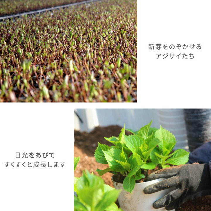 楽天市場 母の日 鉢植え ギフト 花 鉢花 丈夫で育てやすい 登坂さんの アジサイ 5号鉢 室内 あじさい 花鉢 プレゼント カーネーション以外 生花 贈り物 紫陽花 珍しい 品種 母親 還暦祝い 赤い 紫 古希 義母 誕生日プレゼント お祝い 50代 60代 70代 横浜 楽天市場 母の日 鉢植え ギフト 花 鉢花 丈夫で育てやすい 登坂さんの アジサイ 5号鉢 室内 あじさい 花鉢 プレゼント カーネーション以外 生花 贈り物 紫陽花 珍しい 品種 母親 還暦祝い 赤い 紫 古希 義母 誕生日プレゼント お祝い 50代 60代 70代 横浜
