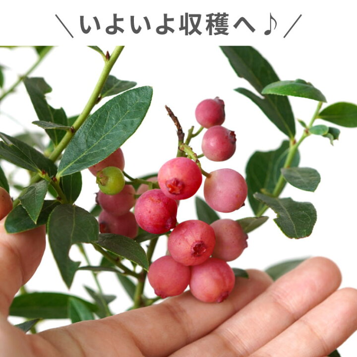 楽天市場 あす楽16時まで ブルーベリー 鉢植え プレゼント 育てる 果樹鉢 ピンクレモネード 夏ギフト 誕生日プレゼント 男性 40代 父親 義父 お父さん 誕生日 30代 60代 50代 70代 暑中見舞い 観葉植物 果樹 無農薬 苗木 フルーツ ギフト 鉢花 長持ち 果実 果物